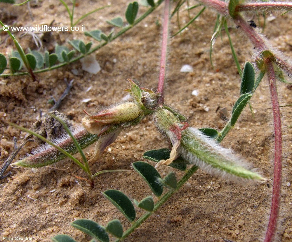 Astragalus peregrinus
